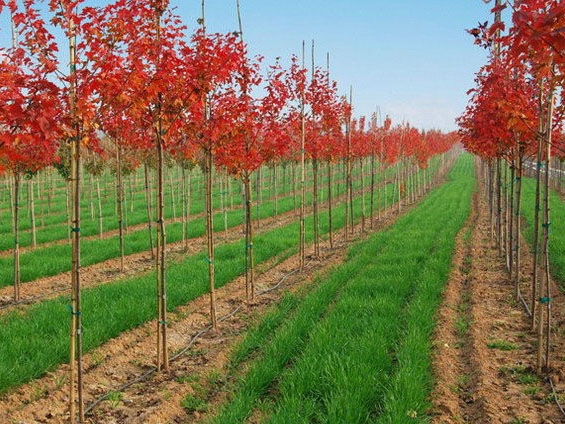 美國紅楓要如何移栽來確保成活率