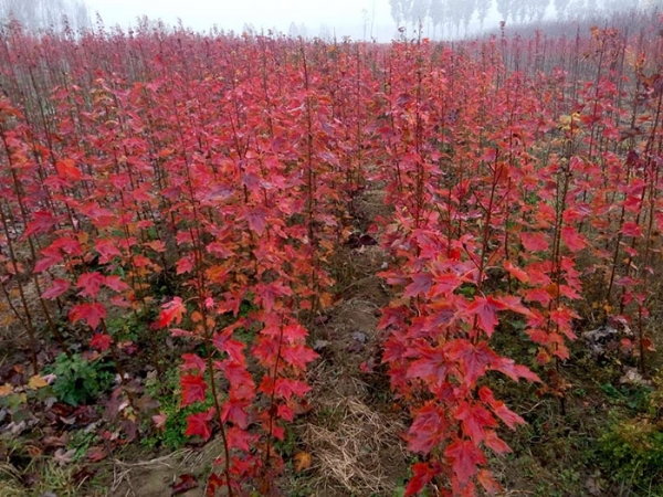 美國紅楓土壤種植時有哪些條件